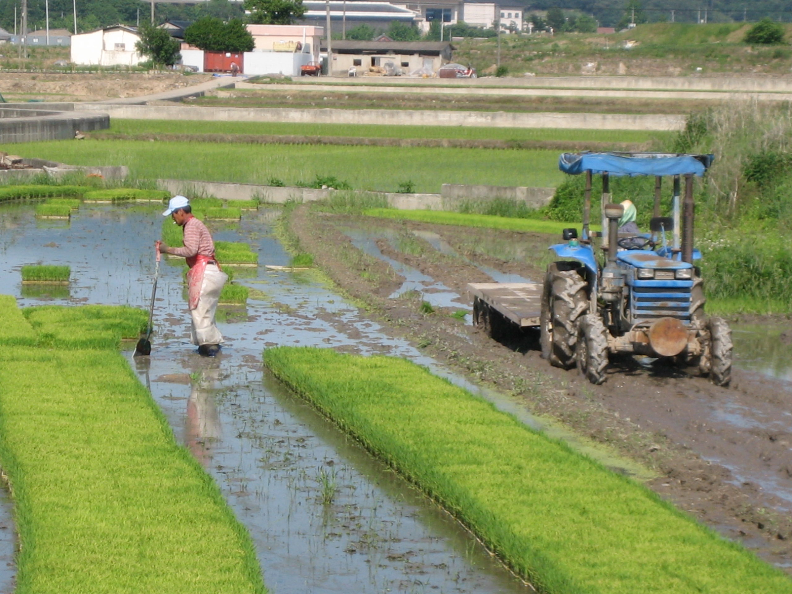Korean Agriculture’s Dependence on Migrant Workers Korea Economic